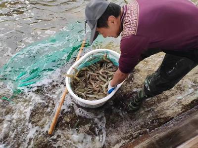 山東萬芝園食用菌科技南蝦越冬生產再獲豐收，趨勢資產管理助推國企高質量發(fā)展